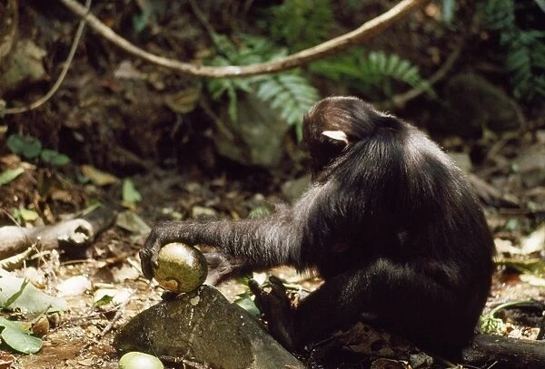 Chimpanzee - bashing Conopharyngia fruit on a rock Gombe Tanzaniz, Africa
