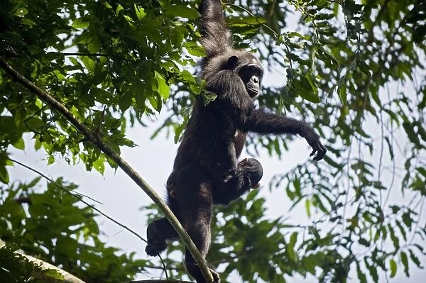 Chimpanzee - other carrying one year old infant foraging in tree - tropical forest - Western Uganda - Africa