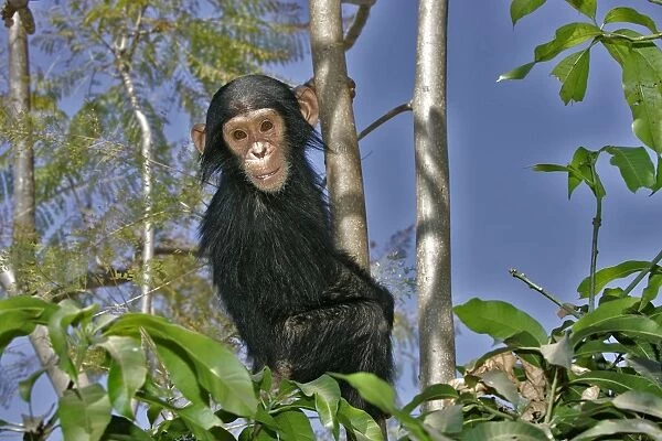 Chimpanzee. Chimfunshi Chimp Reserve. Zambia