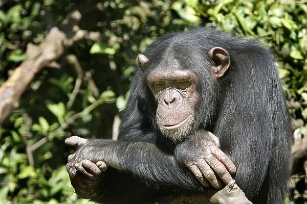 Chimpanzee. Chimfunshi Chimp Reserve - Zambia - Africa