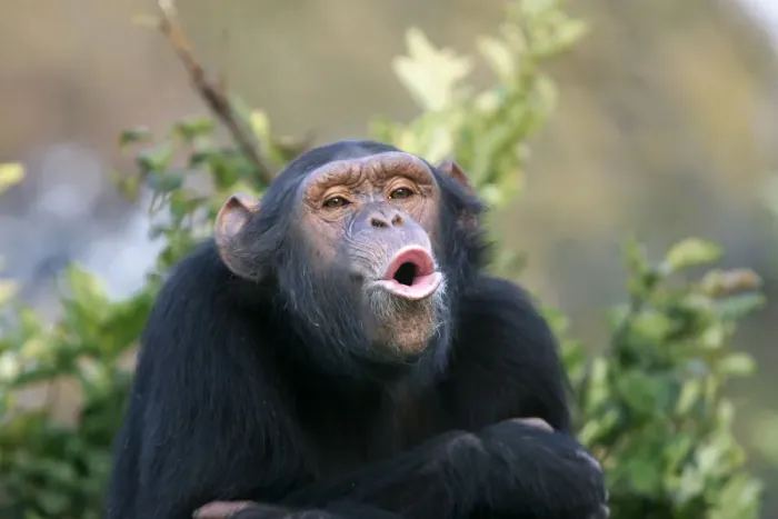 Framed Print : Chimpanzee. Chimfunshi Chimp Reserve. Zambia Framed Print : Chimpanzee. Chimfunshi Chimp Reserve. Zambia