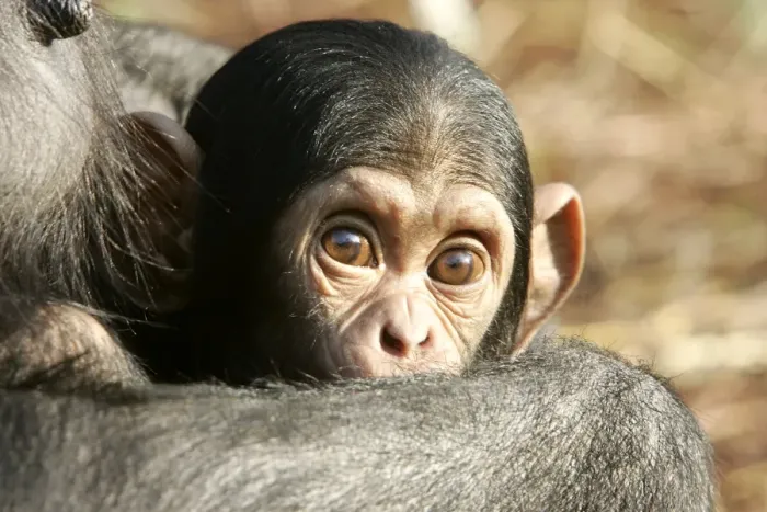 Framed Print : Chimpanzee. Chimfunshi Chimp Reserve. Zambia Framed Print : Chimpanzee. Chimfunshi Chimp Reserve. Zambia