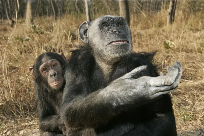 Framed Print : Chimpanzee. Chimfunshi Chimp Reserve. Zambia Framed Print : Chimpanzee. Chimfunshi Chimp Reserve. Zambia