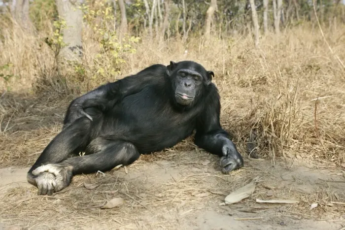 Framed Print : Chimpanzee. Chimfunshi Chimp Reserve. Zambia Framed Print : Chimpanzee. Chimfunshi Chimp Reserve. Zambia