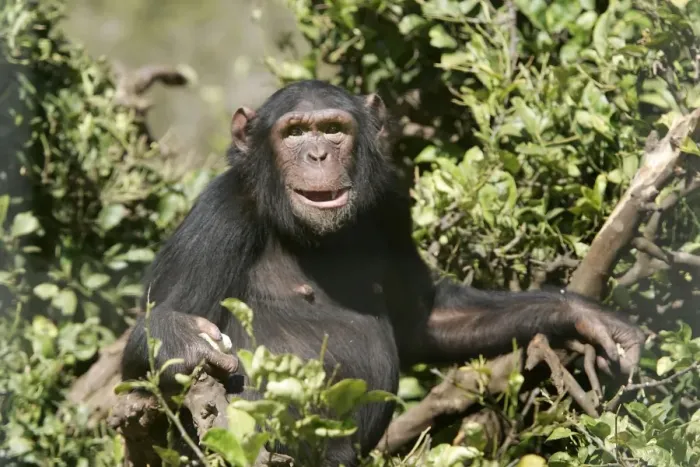 Framed Print : Chimpanzee. Chimfunshi Chimp Reserve - Zambia - Africa Framed Print : Chimpanzee. Chimfunshi Chimp Reserve - Zambia - Africa