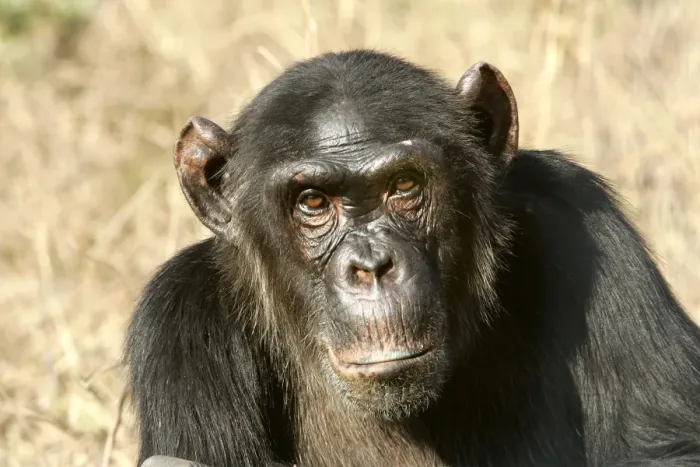 Framed Print : Chimpanzee. Chimfunshi Chimp Reserve - Zambia - Africa Framed Print : Chimpanzee. Chimfunshi Chimp Reserve - Zambia - Africa