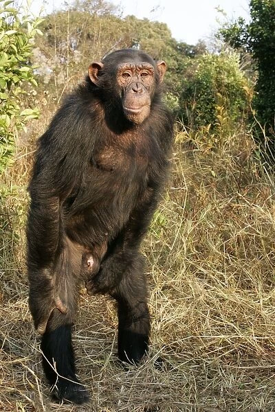 Chimpanzee. Chimfunshi Chimpanzee Reserve - Zambia - Afruca