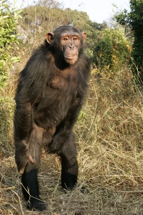 Framed Print : Chimpanzee. Chimfunshi Chimpanzee Reserve - Zambia - Afruca Framed Print : Chimpanzee. Chimfunshi Chimpanzee Reserve - Zambia - Afruca