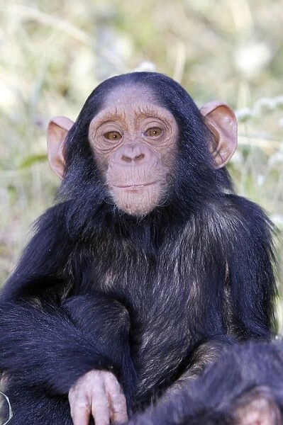 Chimpanzee Chimfunshi Wildlife Orphanage Zambia Africa