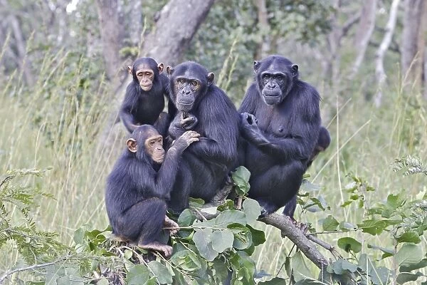 Chimpanzee Chimfunshi Wildlife Orphanage Zambia Africa