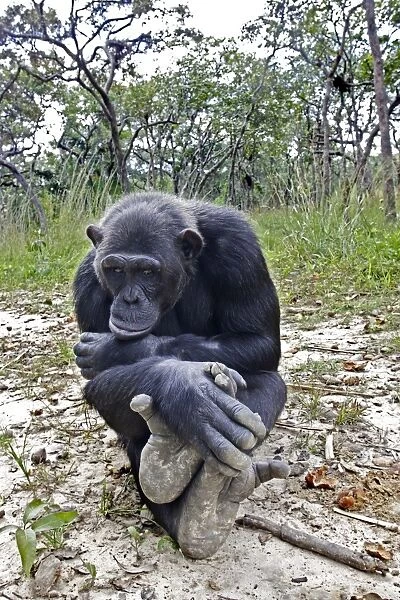 Chimpanzee. Chimfushi - Zambia