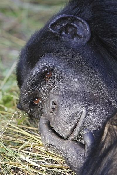 Chimpanzee Chimfushi Zambia Africa