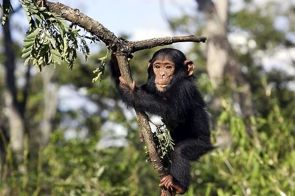 Chimpanzee Chimfushi Zambia Africa