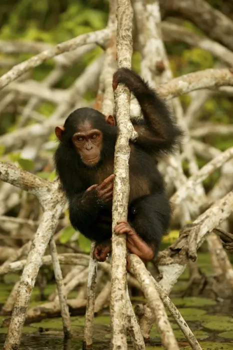 Framed Print : Chimpanzee Climbing on branches above water Concuati, Congo, Central Africa Framed Print : Chimpanzee Climbing on branches above water Concuati, Congo, Central Africa