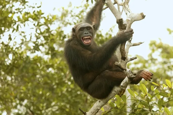 Framed Print : Chimpanzee Climbing tree Concuati, Congo, Central Africa Framed Print : Chimpanzee Climbing tree Concuati, Congo, Central Africa