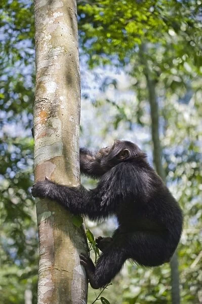Chimpanzee - climbing up tree - tropical forest - Western Uganda - Africa
