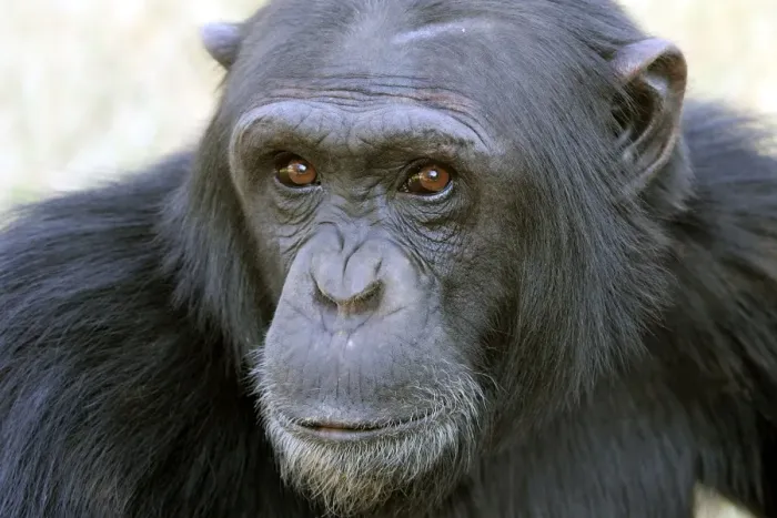 Framed Print : Chimpanzee - close-up of face. Chimfunshi Chimp Reserve - Zambia - Africa Framed Print : Chimpanzee - close-up of face. Chimfunshi Chimp Reserve - Zambia - Africa