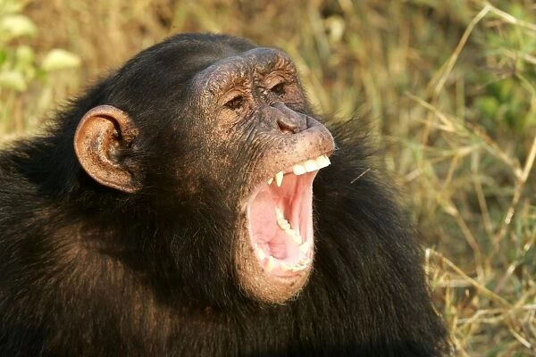 Chimpanzee - close-up of face, with mouth open, aggressive. Chimfunshi Chimp Reserve - Zambia - Africa