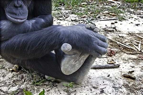 Chimpanzee - close-up of feet. Chimfushi - Zambia