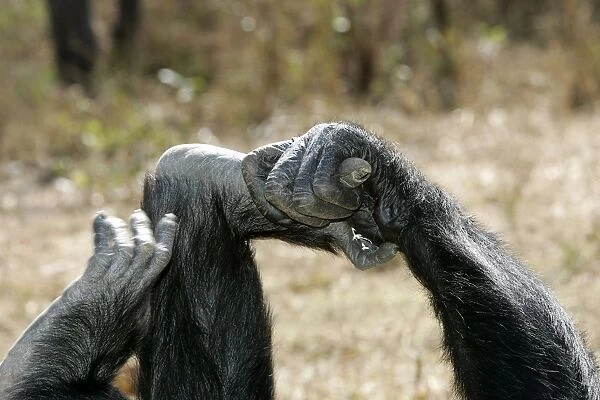 Chimpanzee - close-up of hand and foot. Chimfunshi Chimp Reserve - Zambia - Africa