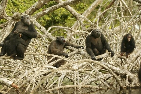 Chimpanzee Concuati, Congo, Central Africa