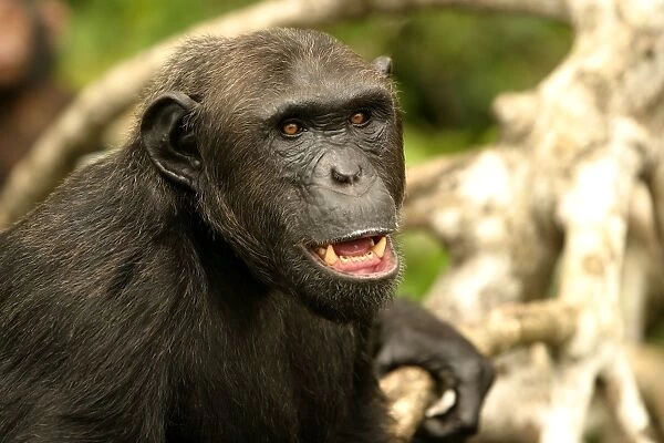 Chimpanzee Concuati, Congo, Central Africa