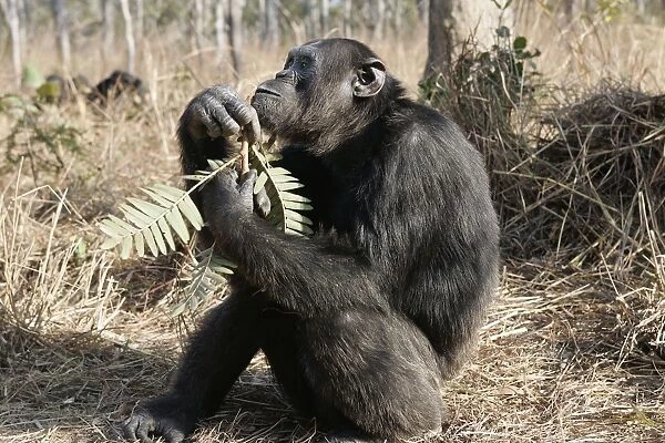 Chimpanzee - eating. Chimfunshi Chimp Reserve - Zambia - Africa