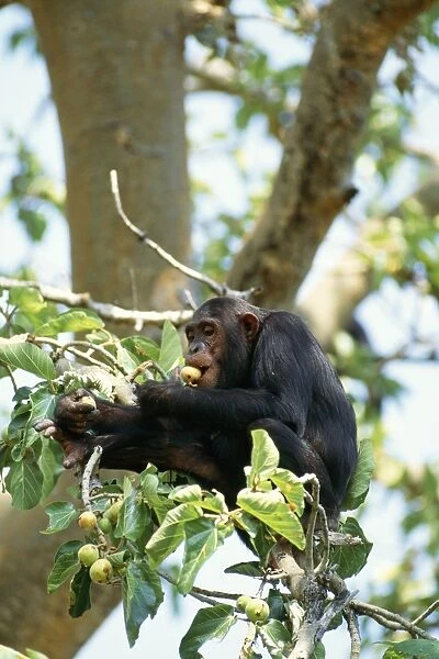 Chimpanzee Eating figs, Mahale Mountains, Tanzania, Africa
