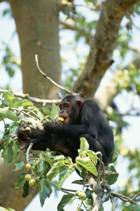 Framed Print : Chimpanzee Eating figs, Mahale Mountains, Tanzania, Africa Framed Print : Chimpanzee Eating figs, Mahale Mountains, Tanzania, Africa