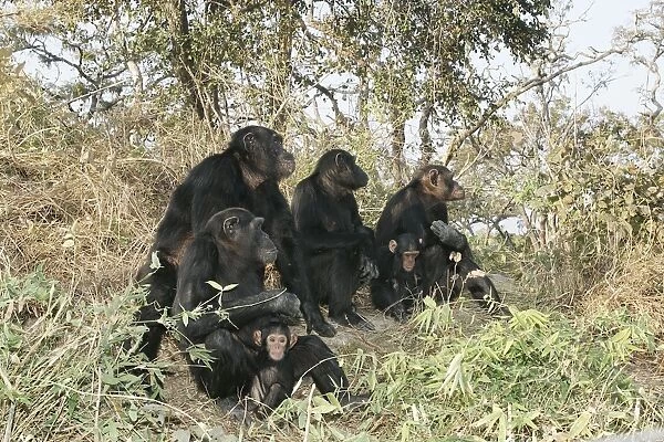 Chimpanzee - family group. Chimfunshi Chimp Reserve - Zambia - Africa