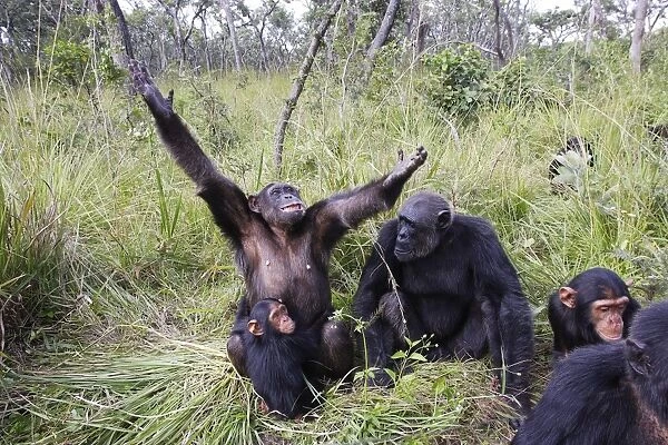 Chimpanzee - family group. Chimfushi - Zambia