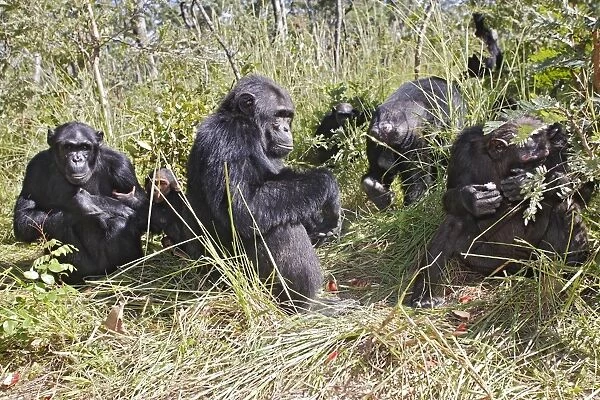Chimpanzee - family group. Chimfushi - Zambia