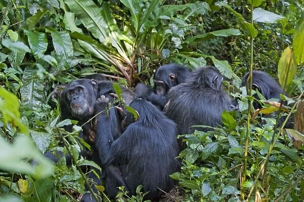 Chimpanzee - family group showing social grooming behavior - tropical forest - Western Uganda - Africa