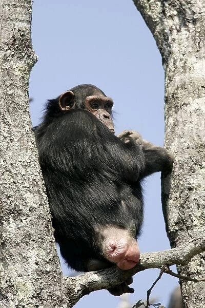 Chimpanzee - female in oestrus. Chimfunshi Chimp Reserve - Zambia - Africa