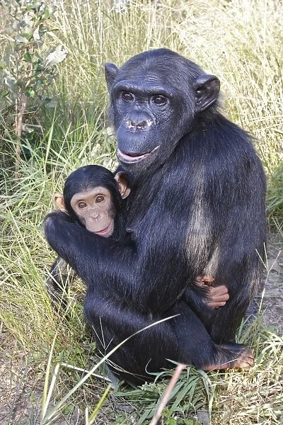 Chimpanzee - female with six week old baby. Chimfushi - Zambia