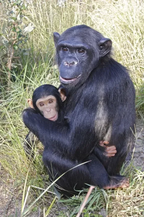 Framed Print : Chimpanzee - female with six week old baby. Chimfushi - Zambia Framed Print : Chimpanzee - female with six week old baby. Chimfushi - Zambia