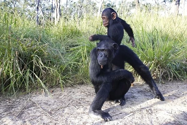 Chimpanzee - female & young. Chimfushi - Zambia