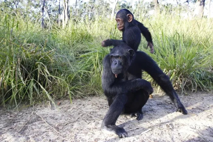 Framed Print : Chimpanzee - female & young. Chimfushi - Zambia Framed Print : Chimpanzee - female & young. Chimfushi - Zambia