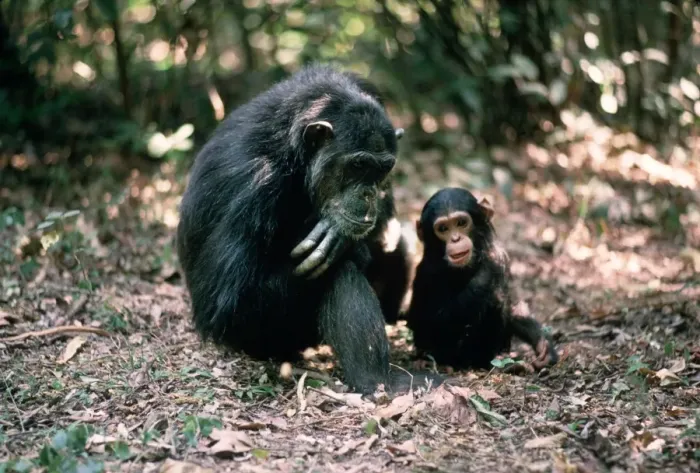 Framed Print : CHIMPANZEE - Fifi with Ferdinand, 1 yr old Gombe, Tanzania, Africa Framed Print : CHIMPANZEE - Fifi with Ferdinand, 1 yr old Gombe, Tanzania, Africa