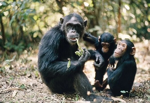 Chimpanzee - Fifi Ferdinand Faustina Gombe, Tanzania, Africa