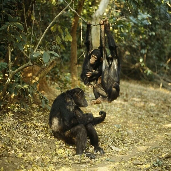 Chimpanzee - 'Fifi' 'Ferdinand & 'Faustino' Gombe, Tanzania, Africa