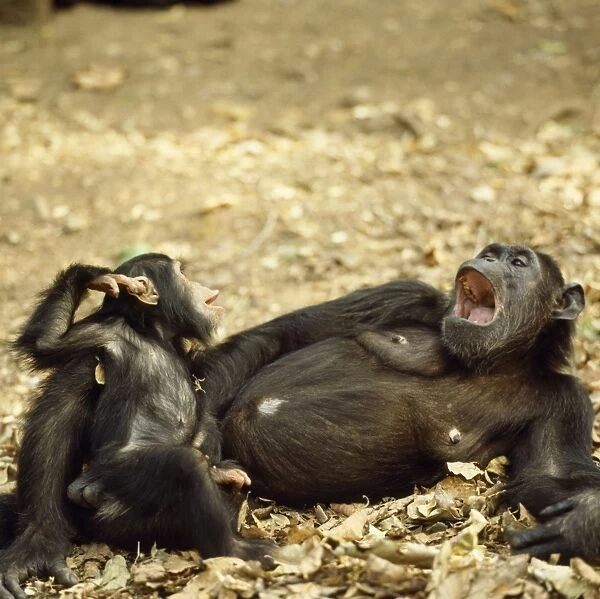 Chimpanzee - 'Fifi' with one year old 'Ferdinand'