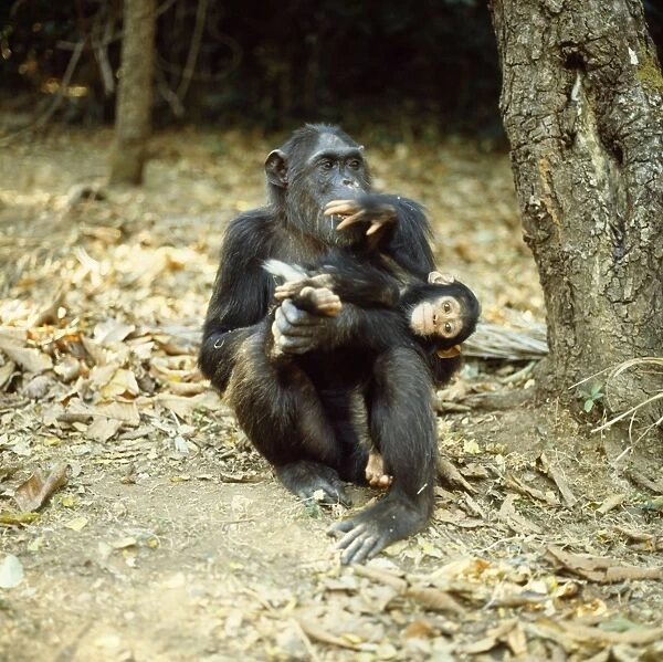 Chimpanzee - 'Fifi' with one year old 'Ferdinand'. Note white hair tuft around bottom of youngster, which identifies age. Gombe, Tanzania, Africa