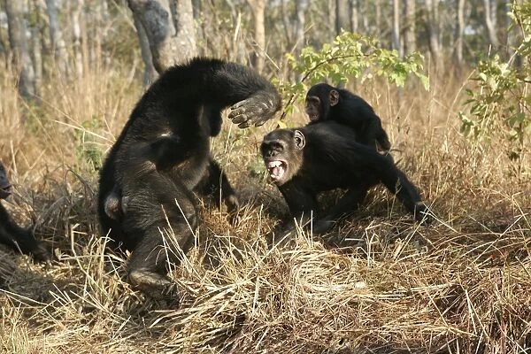 Chimpanzee - two fighting, one with young on back. Chimfunshi Chimp Reserve - Zambia - Africa