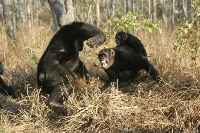 Framed Print : Chimpanzee - two fighting, one with young on back. Chimfunshi Chimp Reserve - Zambia - Africa Framed Print : Chimpanzee - two fighting, one with young on back. Chimfunshi Chimp Reserve - Zambia - Africa