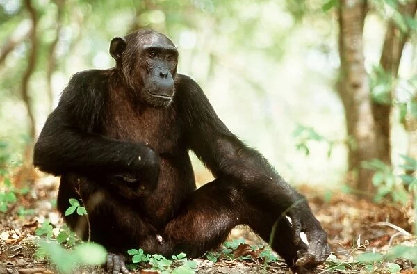 Chimpanzee FL 1018A Sitting down - Mahale mountains, Tanzania Pan troglodytes © Ferrero-Labat  /  ardea. com