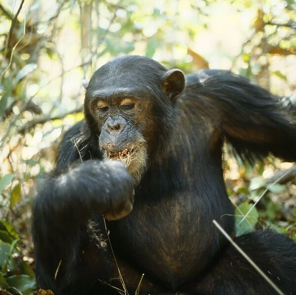 Chimpanzee - 'Freud' alpha male 23 years old, eating Harungana Madagascar. Gombe, Tanzania, Africa