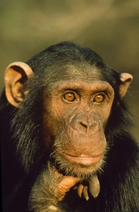 Framed Print : Chimpanzee The Gambia, Africa Framed Print : Chimpanzee The Gambia, Africa