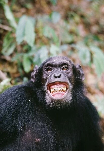 Chimpanzee - 'Gigi' excited by Colobus hunt. Gombe Tanzania, Africa