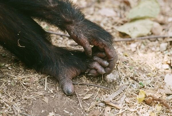 Chimpanzee - 'Gimble' hand on foot Gombe, Tanzania, Africa